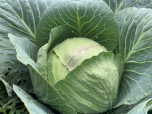 Busy preparations underway in Eldoret for the upcoming ASK event