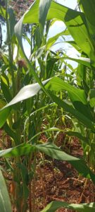 maize