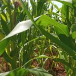 maize