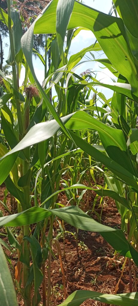 maize