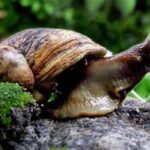 Kirinyaga Farmers Turn to Giant African Land Snail Farming as Alternative Source of Income