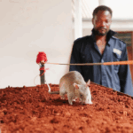 Feature: How Tanzania’s scent-savvy giant rats grow into unexpected lifesavers