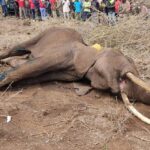 Agrochemical Association Calls for Public Release of Amboseli Elephant Deaths Probe